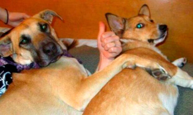 Показалось: 10+ сумасшедших фотографий, которые обескуражат вас! Эти кадры заставят вас посмотреть на них дважды, а то и трижды